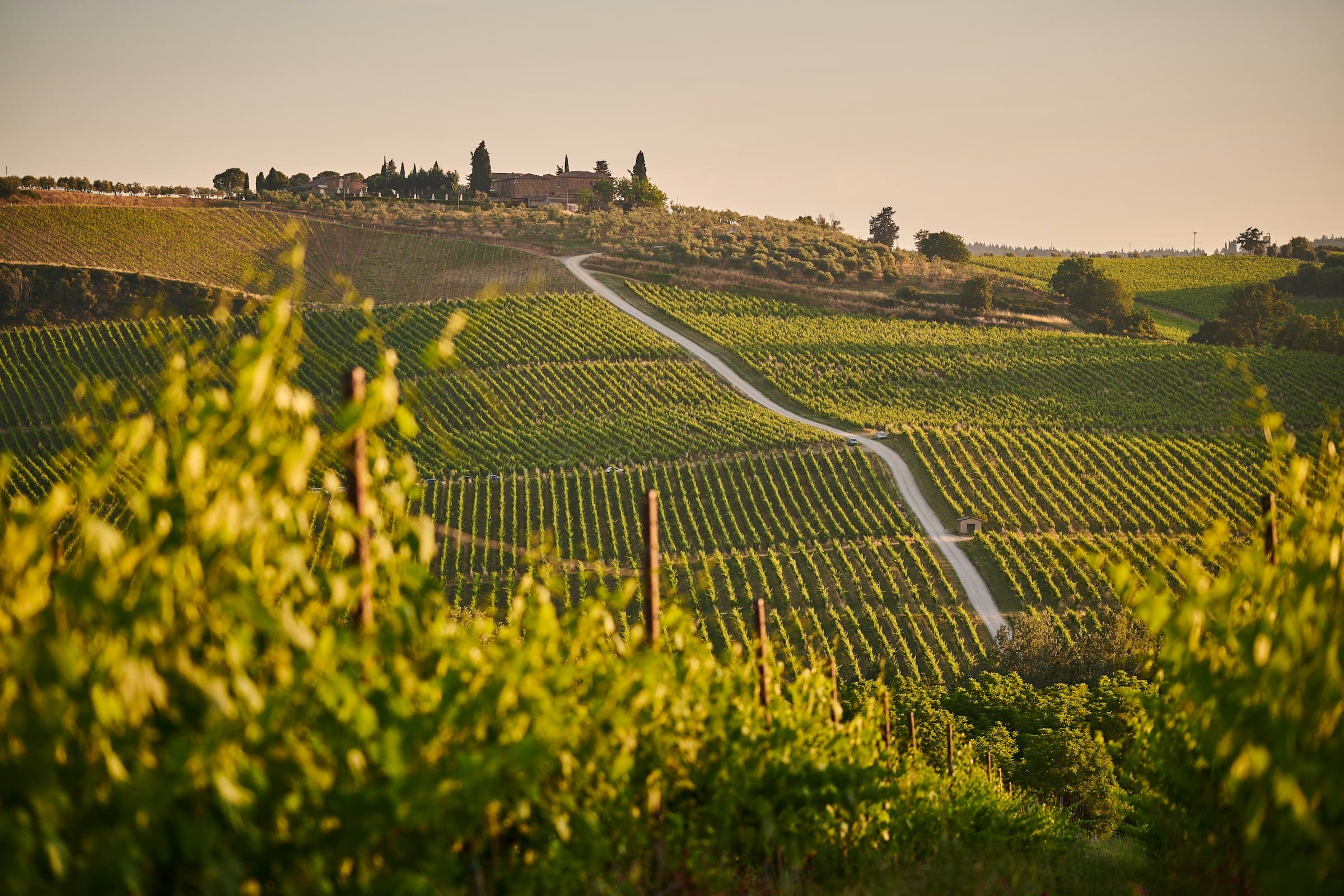 Wine