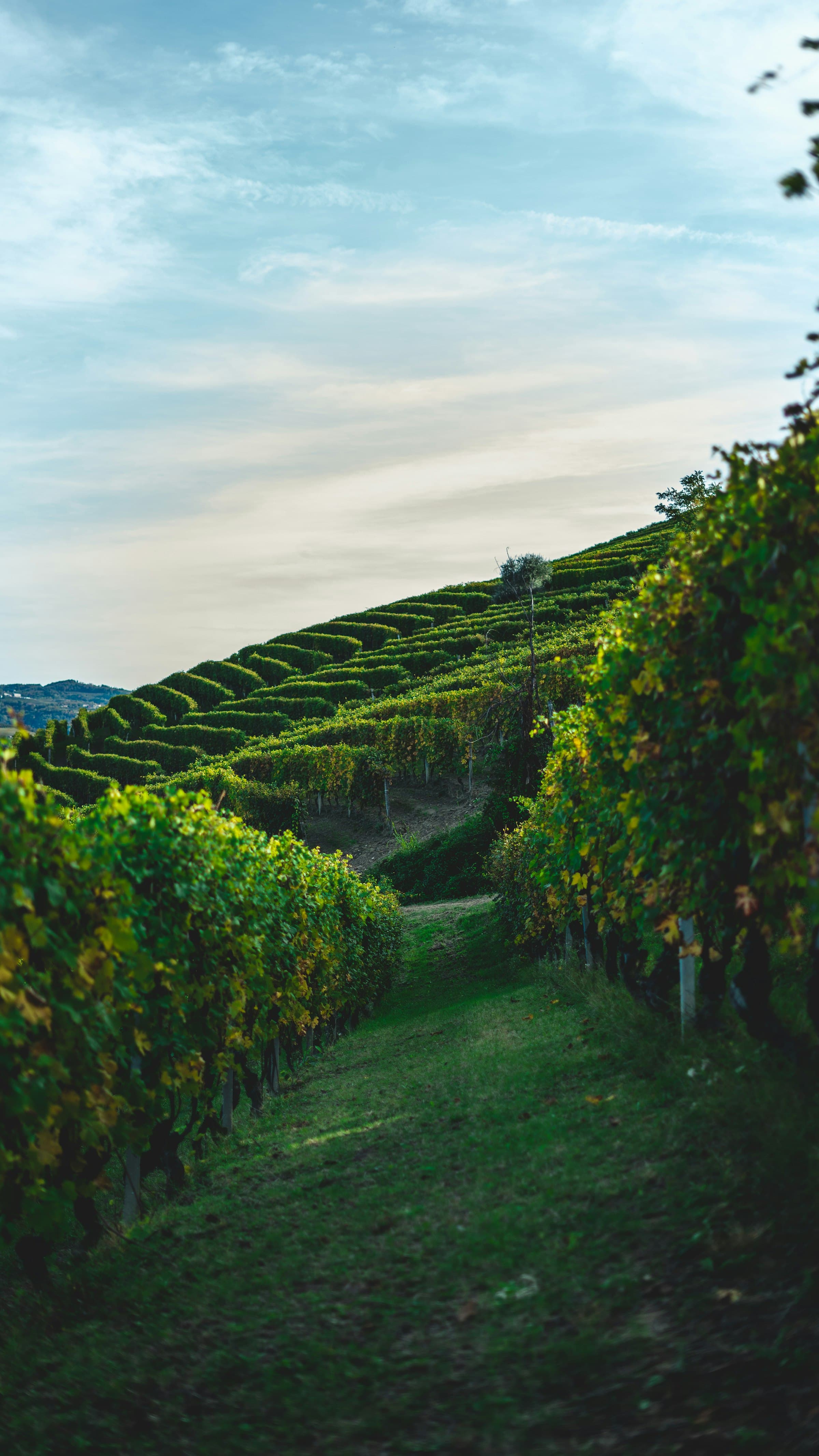 Vineyard landscape